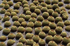 The Cactus Garden