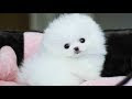 [ベスト] ポメラニアン かわいい 小型 犬 199586