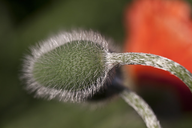 unpopped poppy2
