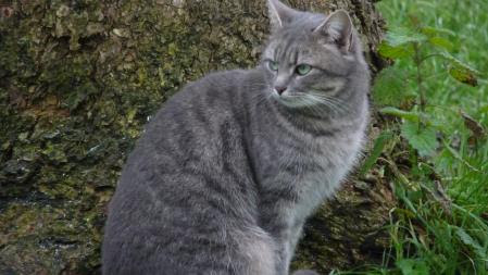 Un Chat Gris Recettes Faciles Et En Famille