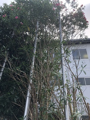 川越市 枝落とし 工場敷地内整理 オールラウンド川越