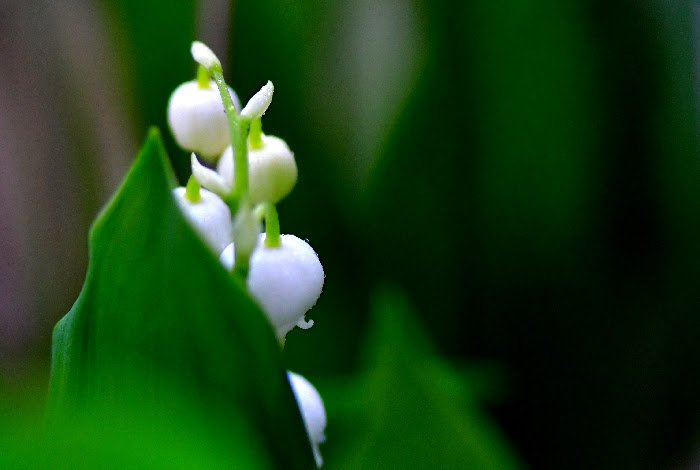 あすなろの 四季 すずらんの花