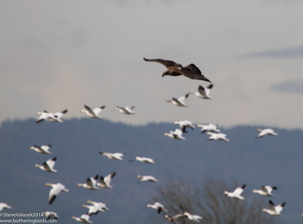 Bald Eagle scaring Snow Geese