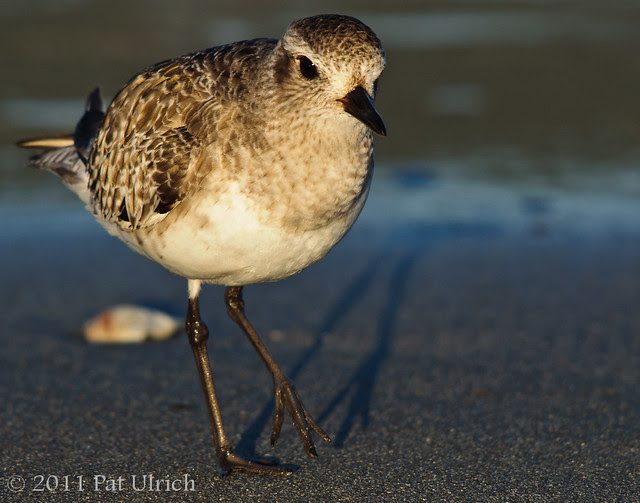 Plover with its shadow - Pat Ulrich Wildlife Photography