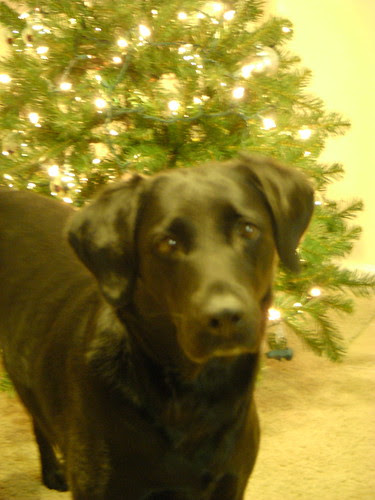 Thatcher by the Tree