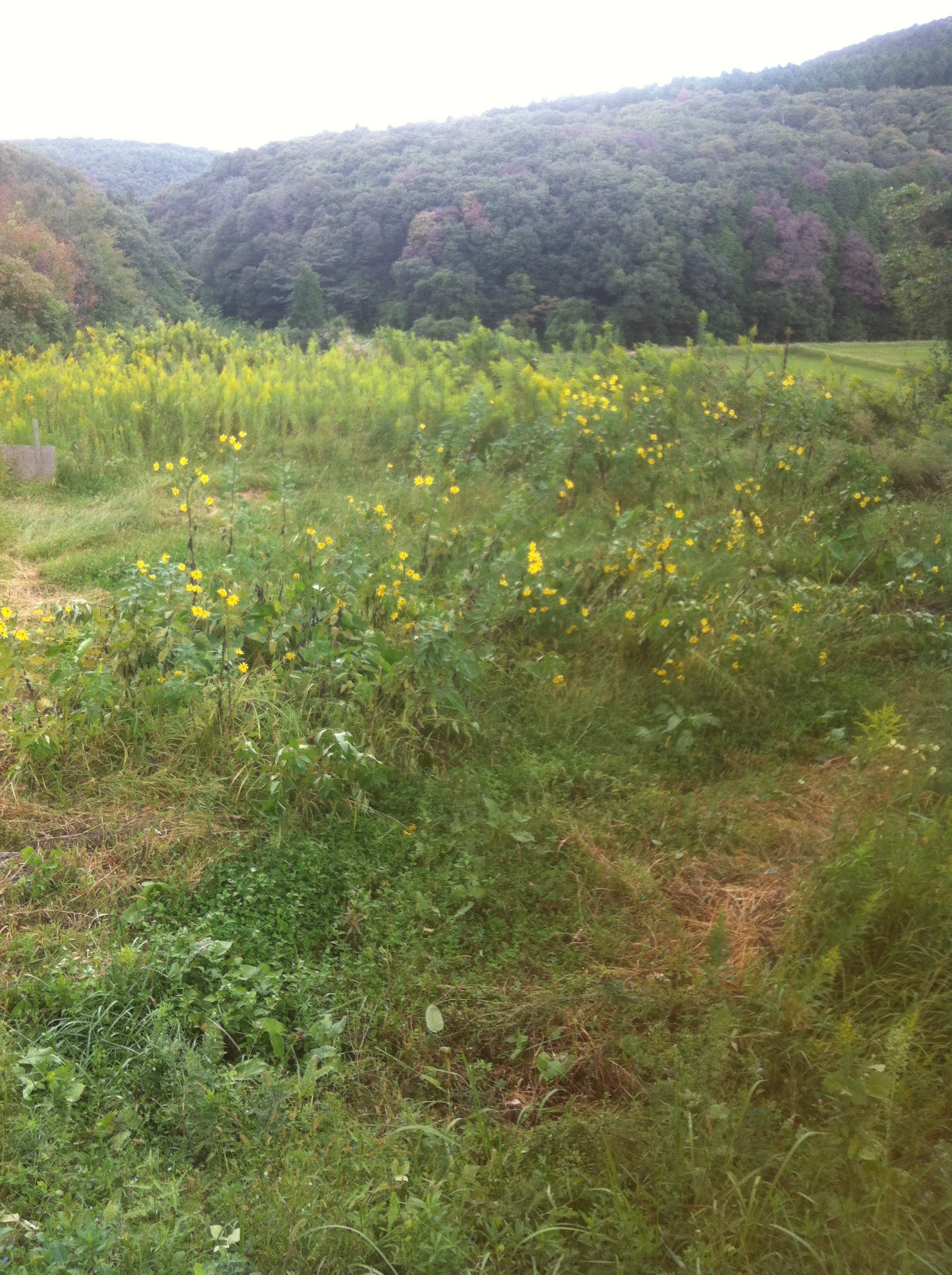 菊芋の栽培で注意する事 連作障害対策をしないと大きく育たない
