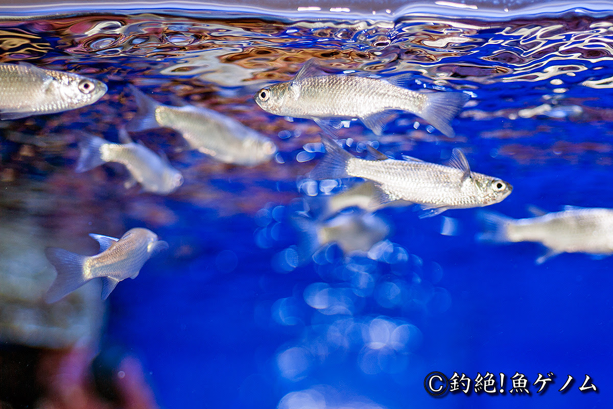 ボラ専門 釣絶 魚ゲノム