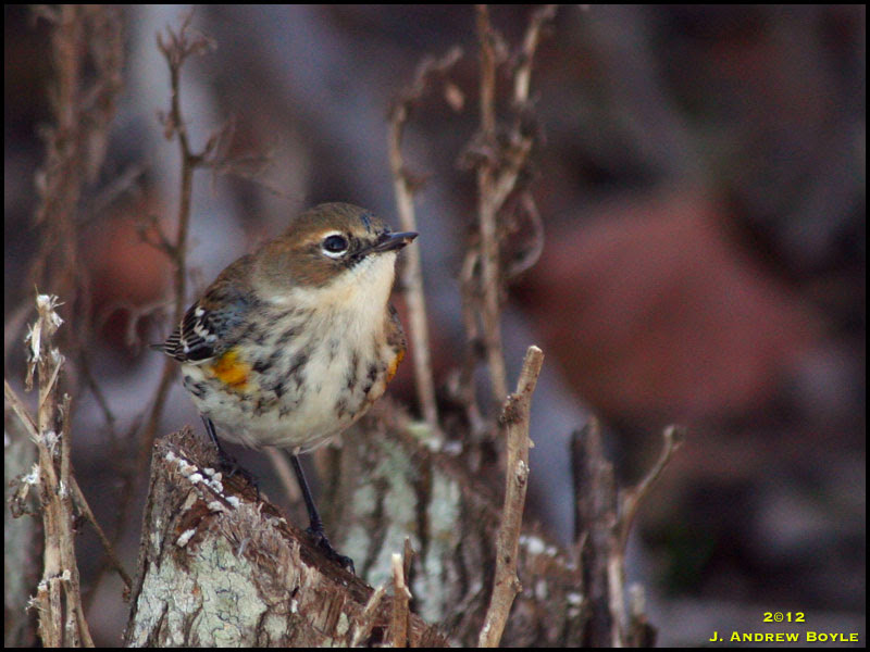 Myrtle Warbler