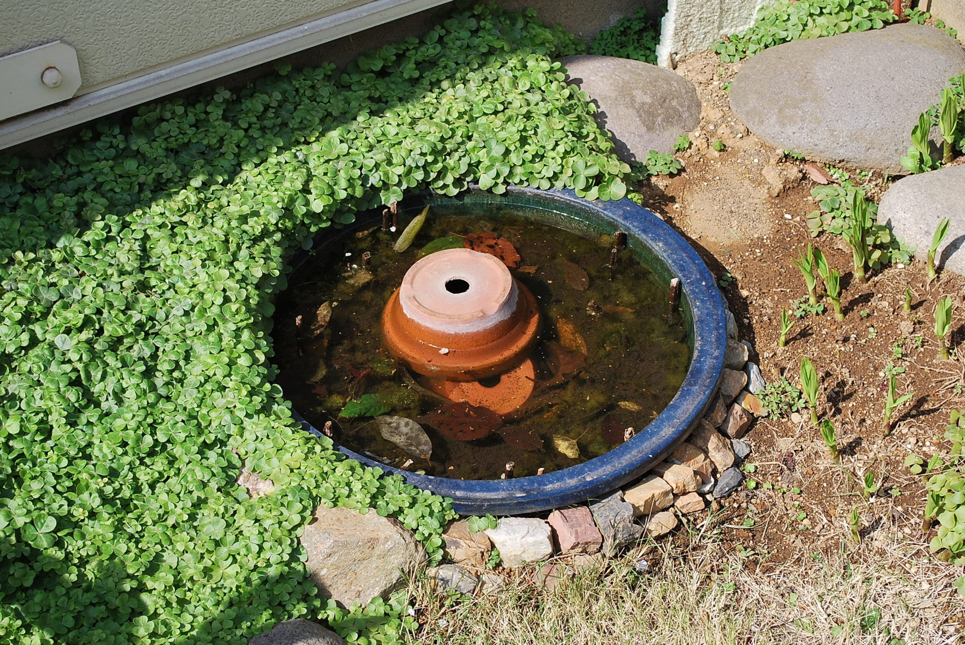 ５年目の蓮 植え替え めだかの空