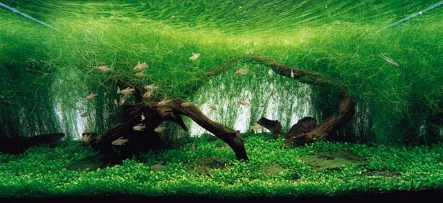 魚缸水草種植方法 每日頭條