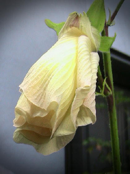 花オクラ 花が落ちて実ができる ほったらかしガーデニング