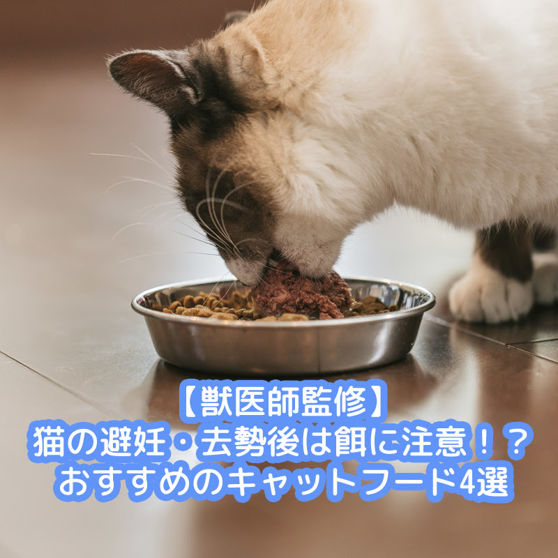 猫の去勢手術 避妊手術の費用は 助成金で安くなるって本当