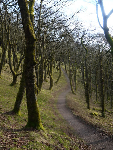 Spooky Trees