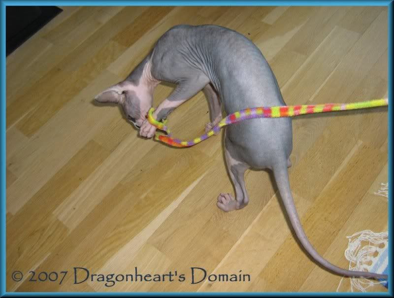 Dragonheart playing with the Cat Charmer