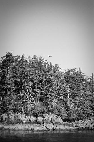 EagleFlying4