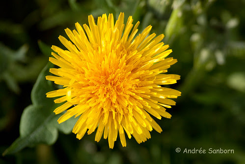 Dandelion (Taraxacum officinale)-6.jpg