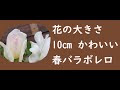 薔薇 ボレロ 育て方 718611-薔薇ボレロ育て方