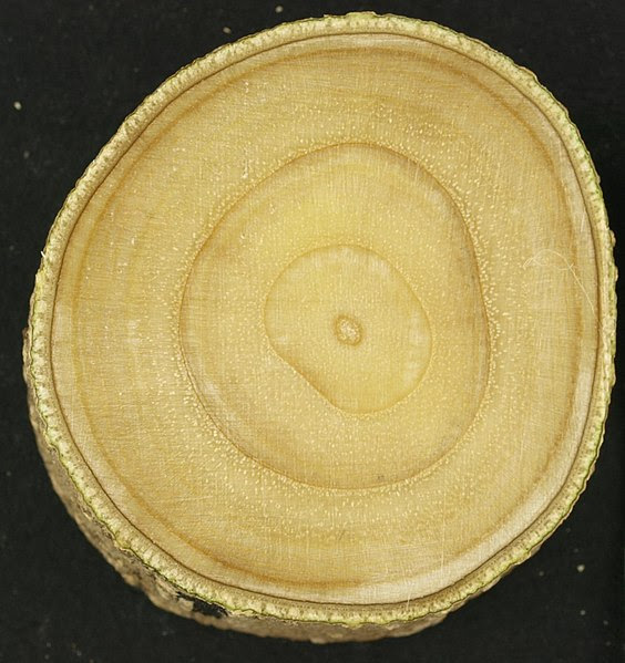 File:Young green ash cross-section.jpg