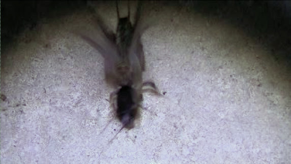 ケラから攻撃される動画 ぁぃの飼育ブログ
