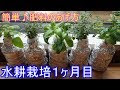 70以上 ローズマリー 水耕栽培 種 144350