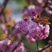 Cherry Blossoms