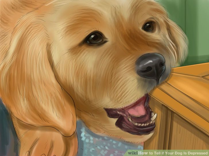 Tell if Your Dog Is Depressed Step 6 Version 2.jpg