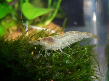ミナミヌマエビの雌雄判別 私と小さな生き物たち 楽天ブログ