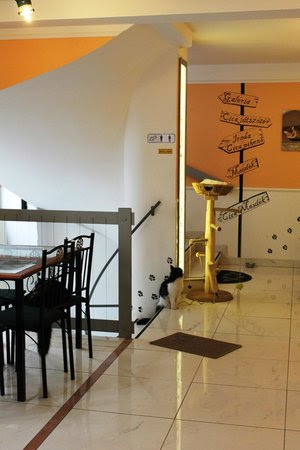 CatPuccino Picture of Cat  Cafe  Budapest  TripAdvisor