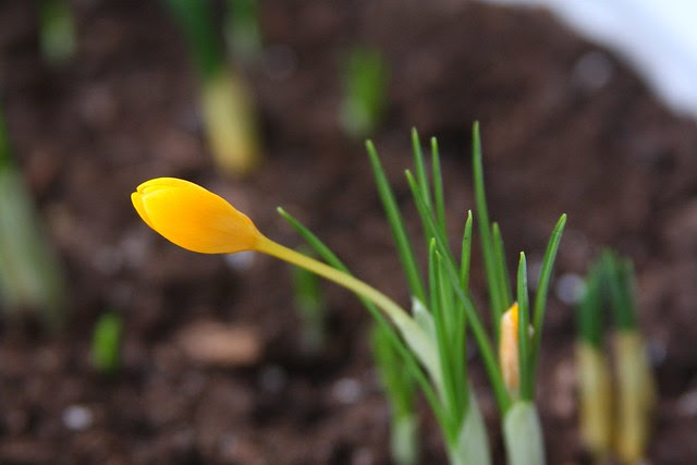 crocus 2011