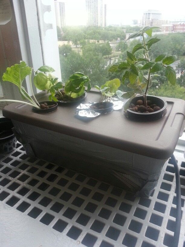 My DIY mini hydroponic indoor garden. | Parker | Pinterest