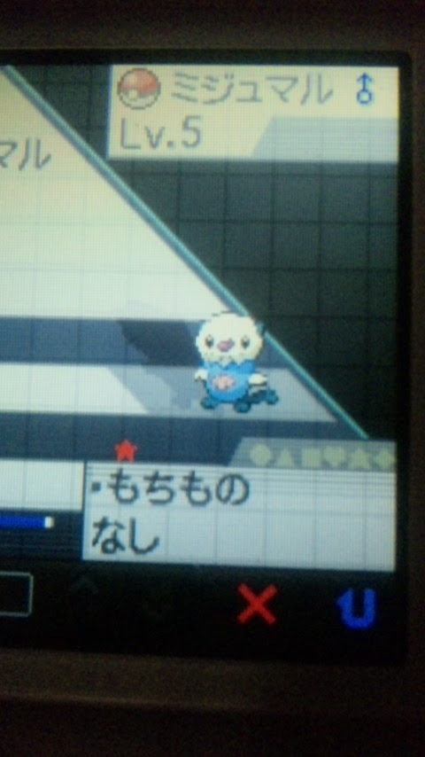 色違いミジュマル ａｇｕｌｙ ｓｔａｒ