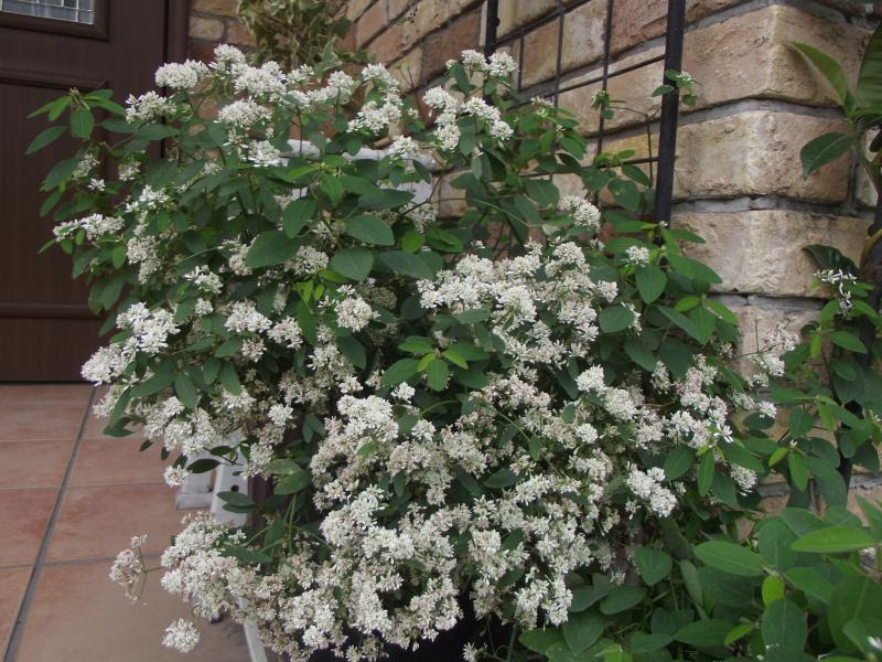 ユーフォルビア