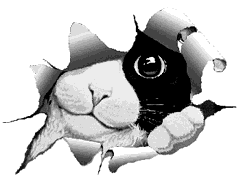 Image Gif Anime Chat Gratuit