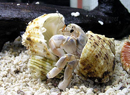 ヤドはどれほど賢いか オカヤドカリ