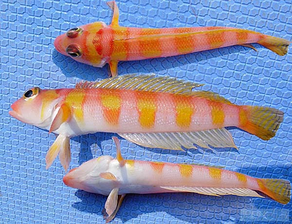 アカトラギス 八王子釣りし隊の魚図鑑