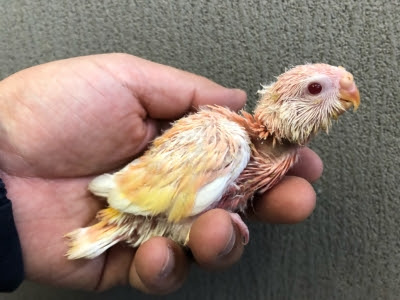 アキクサインコ ルビノー ヒナ 手乗り Lovebirdfukuoka ラブバードフクオカ インコや小動物の販売専門店