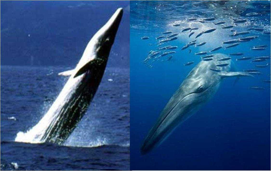 易呗网 布氏鲸 Bryde S Whale