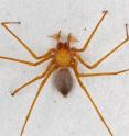 This is a male <i>Trogloraptor</i> photographed in the lab. This is a male <i>Trogloraptor</i> photographed in the lab.