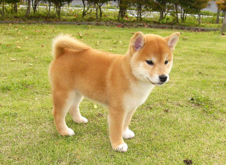 画像1枚 見る人すべてが癒される 可愛すぎる柴犬の画像 壁紙まとめ 写真まとめサイト Pictas