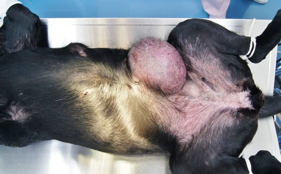 高齢犬に対する手術の考え方 乳腺腫瘍の症例 なごみ動物病院