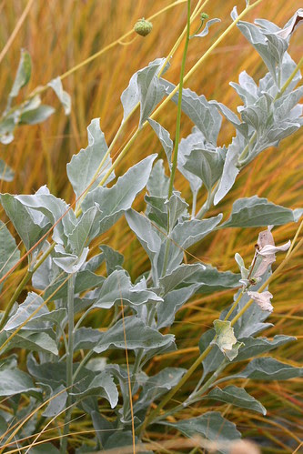 i still love my encelia and stipa
