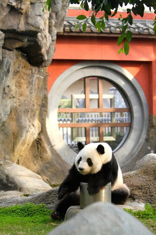 2012 05 30 Ocean Park Hong Kong - Ying Ying 021