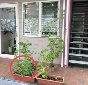 風船葛 フウセンカズラ の花言葉はとてもロマンチック 横浜弘明寺にある美容室 Peu A Peu プー ア プー