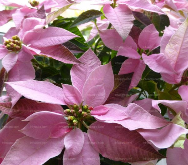 Poinsettia Growing