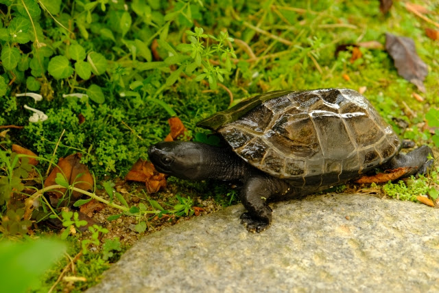 アクア事業部監修 ゼニガメを飼いたい 特徴や飼育方法を紹介