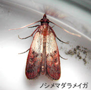 プロがすすめるメイガの駆除対策 追い出しや退治方法 虫知識 Com