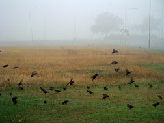 First fog in London & the Heath