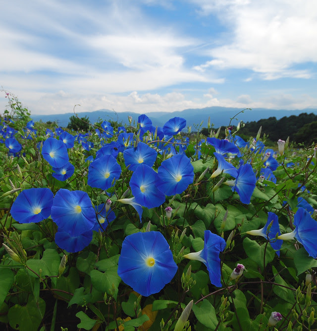 青いアサガオ ヘブンリーブルー フォト安次郎 安らぎの風景 楽天ブログ