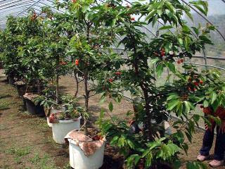 鉢植えのサクランボ