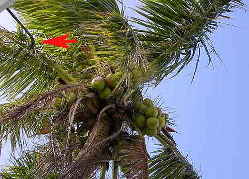 harvesting coconut